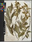 Foto von Salix alba L. x Salix fragilis L.